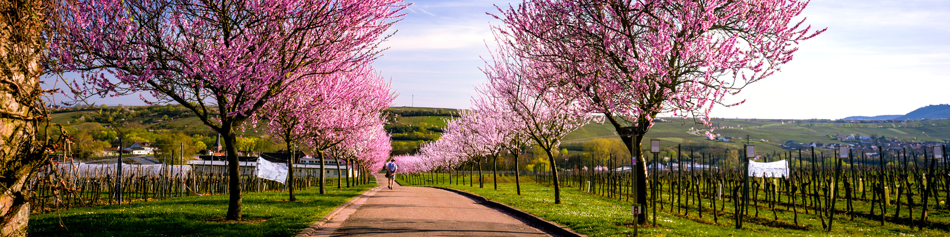 Am Geilweilerhof in Siebeldingen Mandelblüte rund um den Geilweilerhof